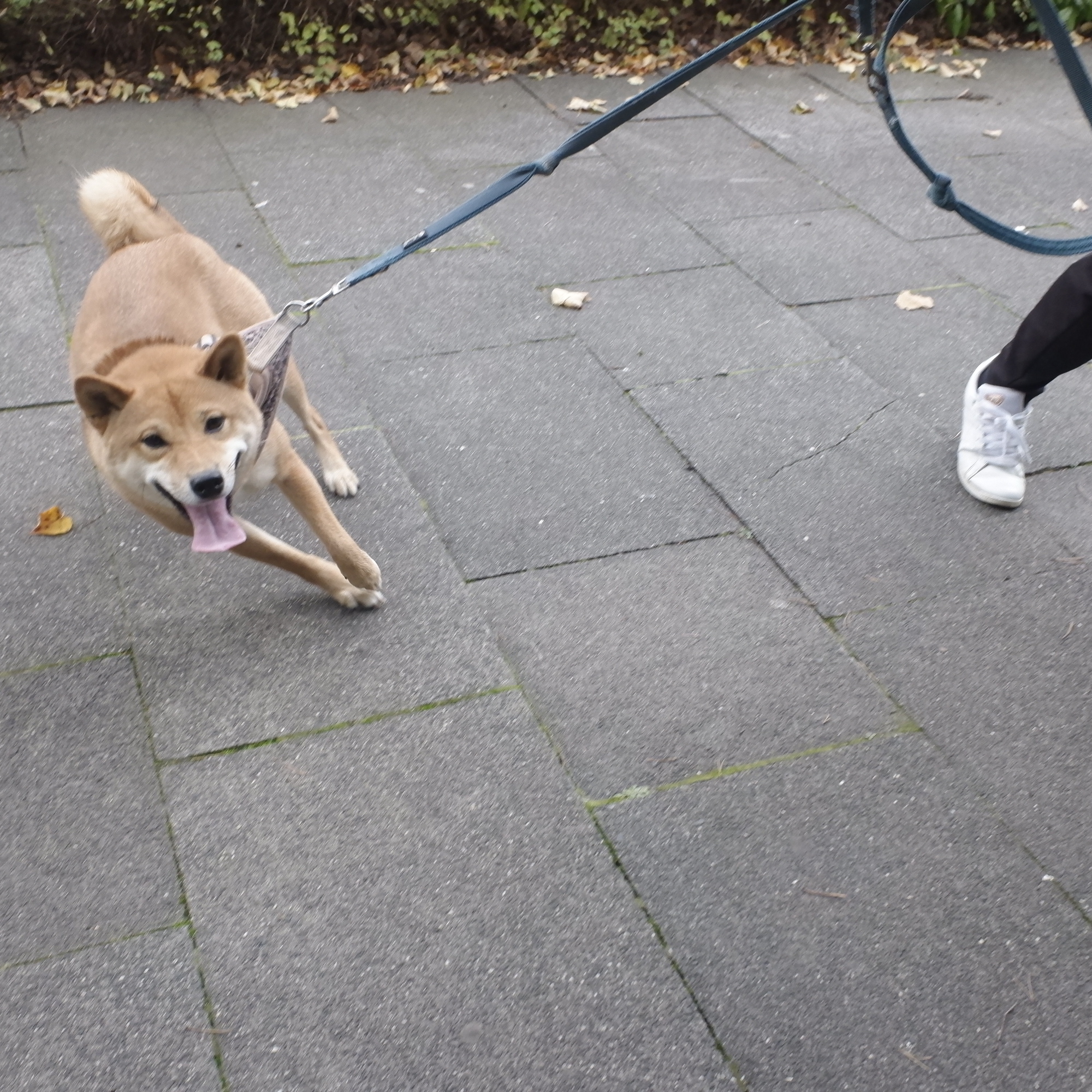 Manchmal wollen sie nicht weg