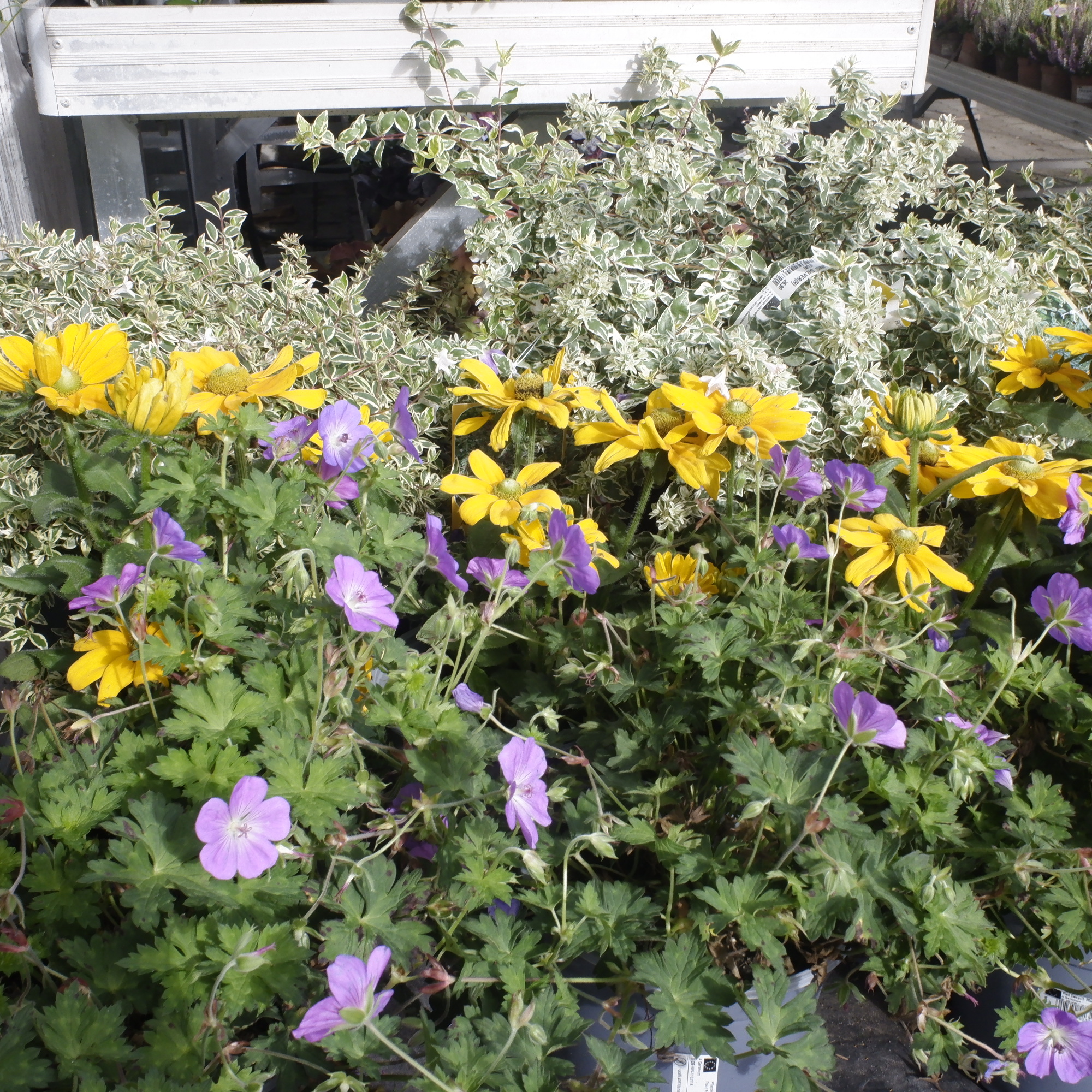 Natürlich freue ich mich über bunt